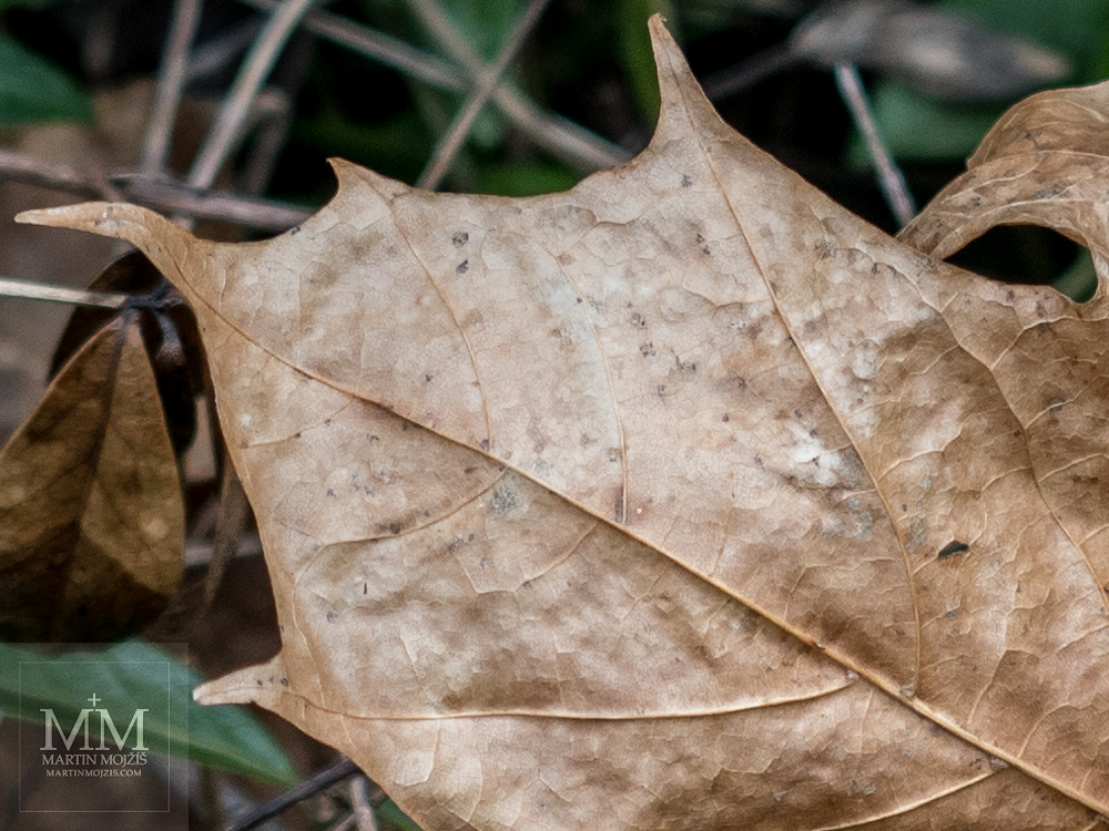 Suchý javorový list zblízka. Fotografie vytvořena objektivem Olympus 12 - 40 mm 2.8 Pro.